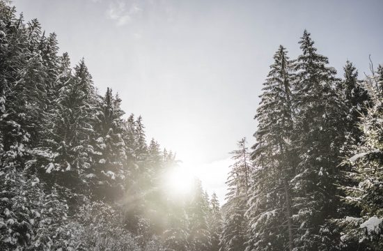 (C) Hannes Niederkofler_Winter Wald (2)_WEB-2888